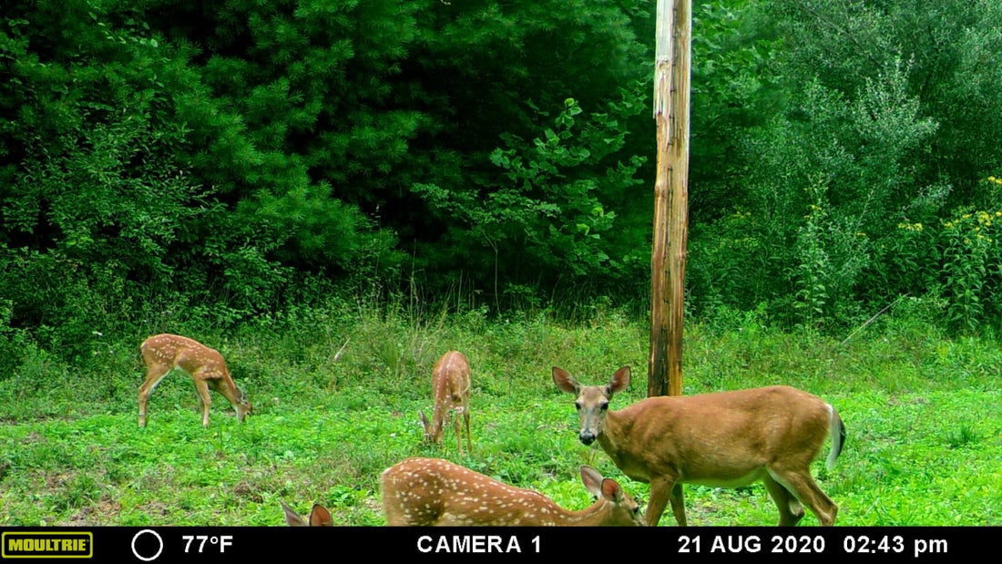 RACKMASTER's How to Plant Great Food Plots