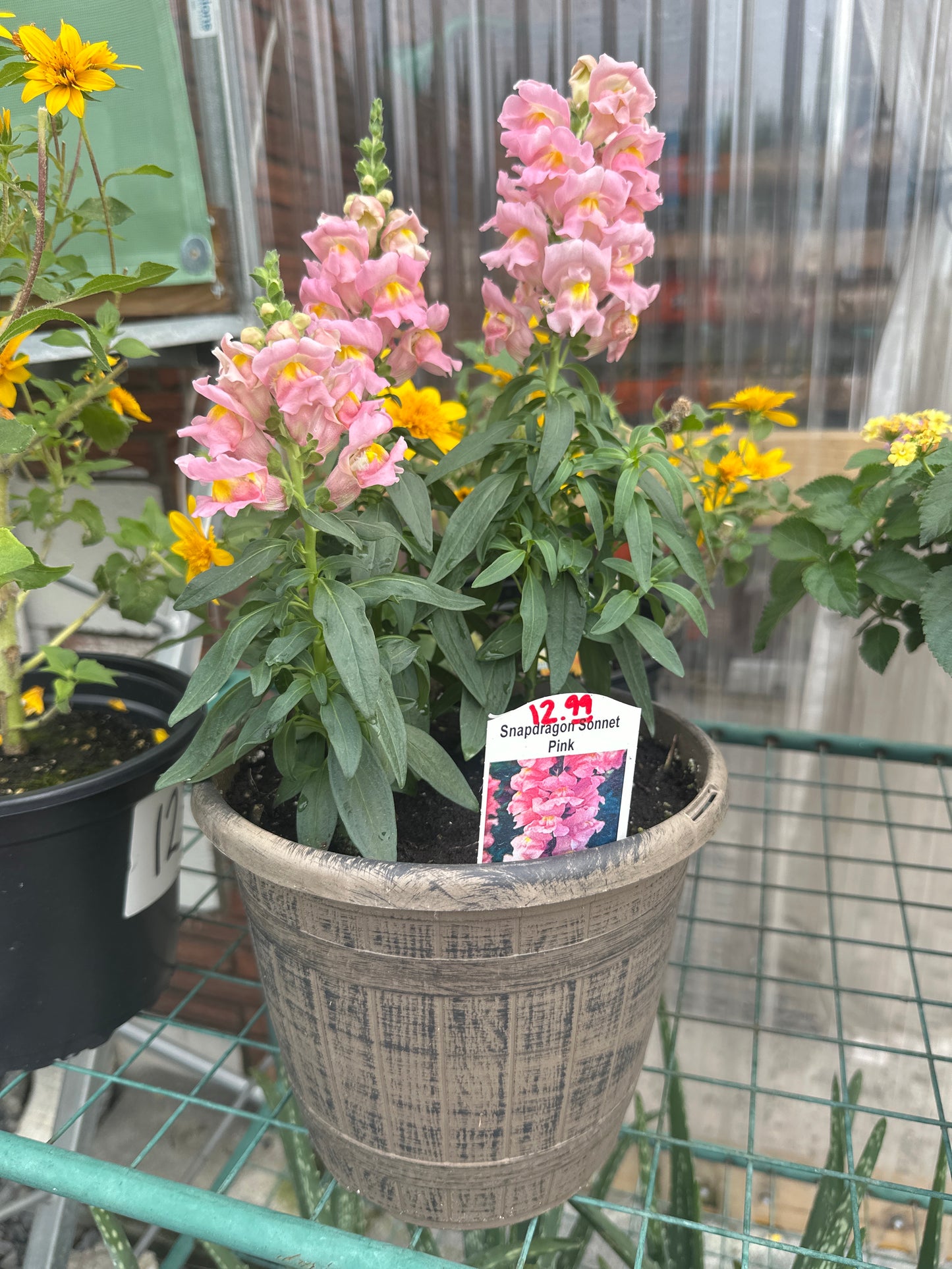 Snapdragon Pot