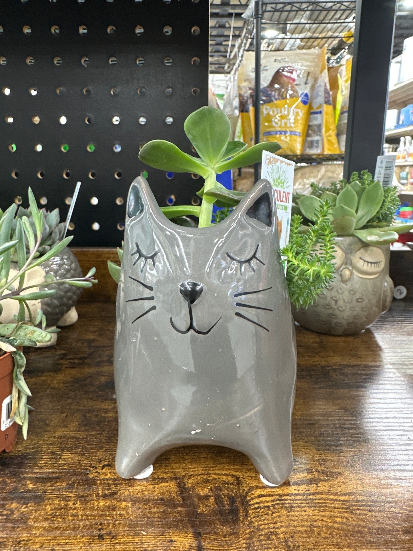 Ceramic Cat Succulent 4”