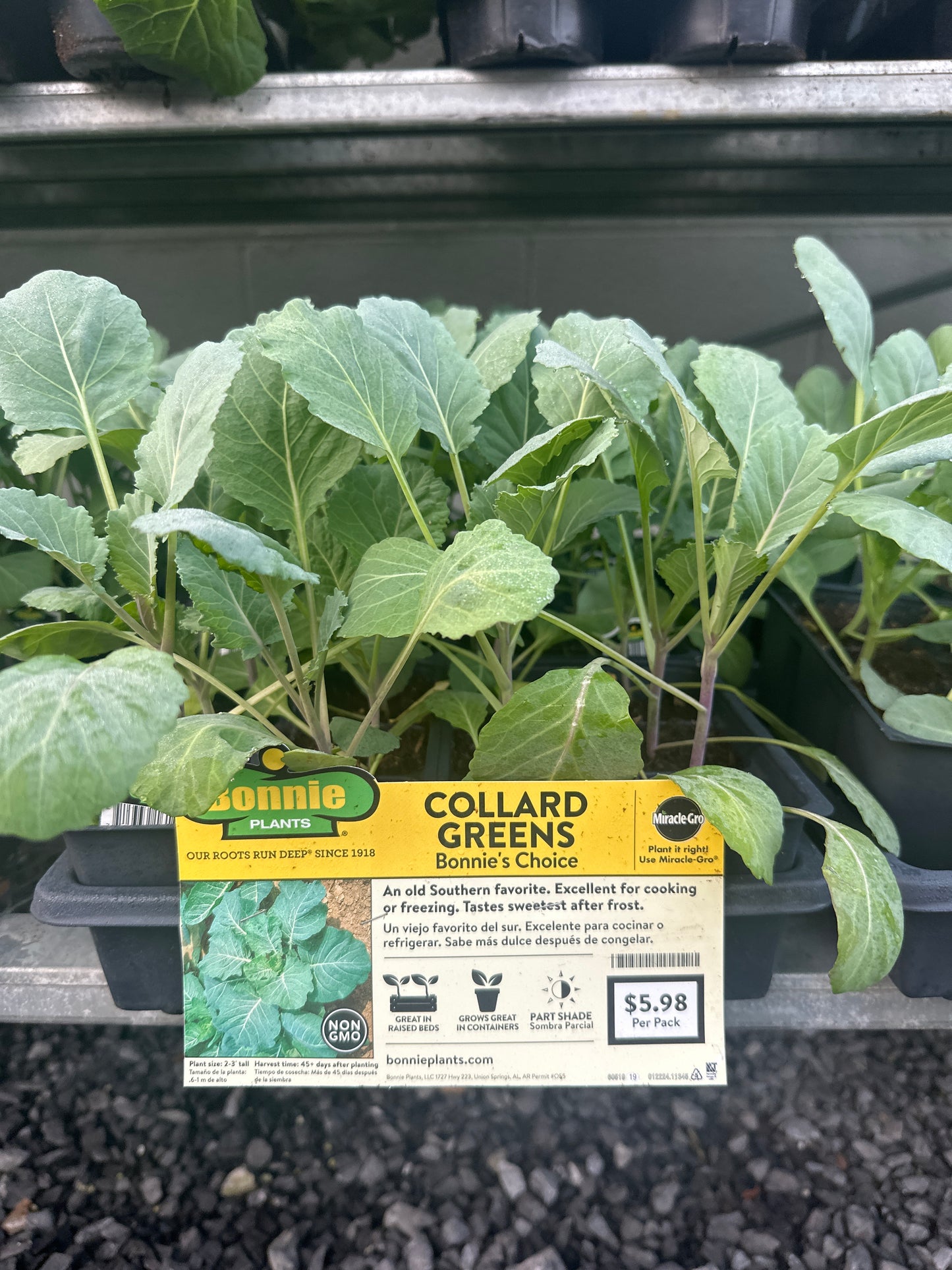 Bonnie Collard Greens 6 Pack