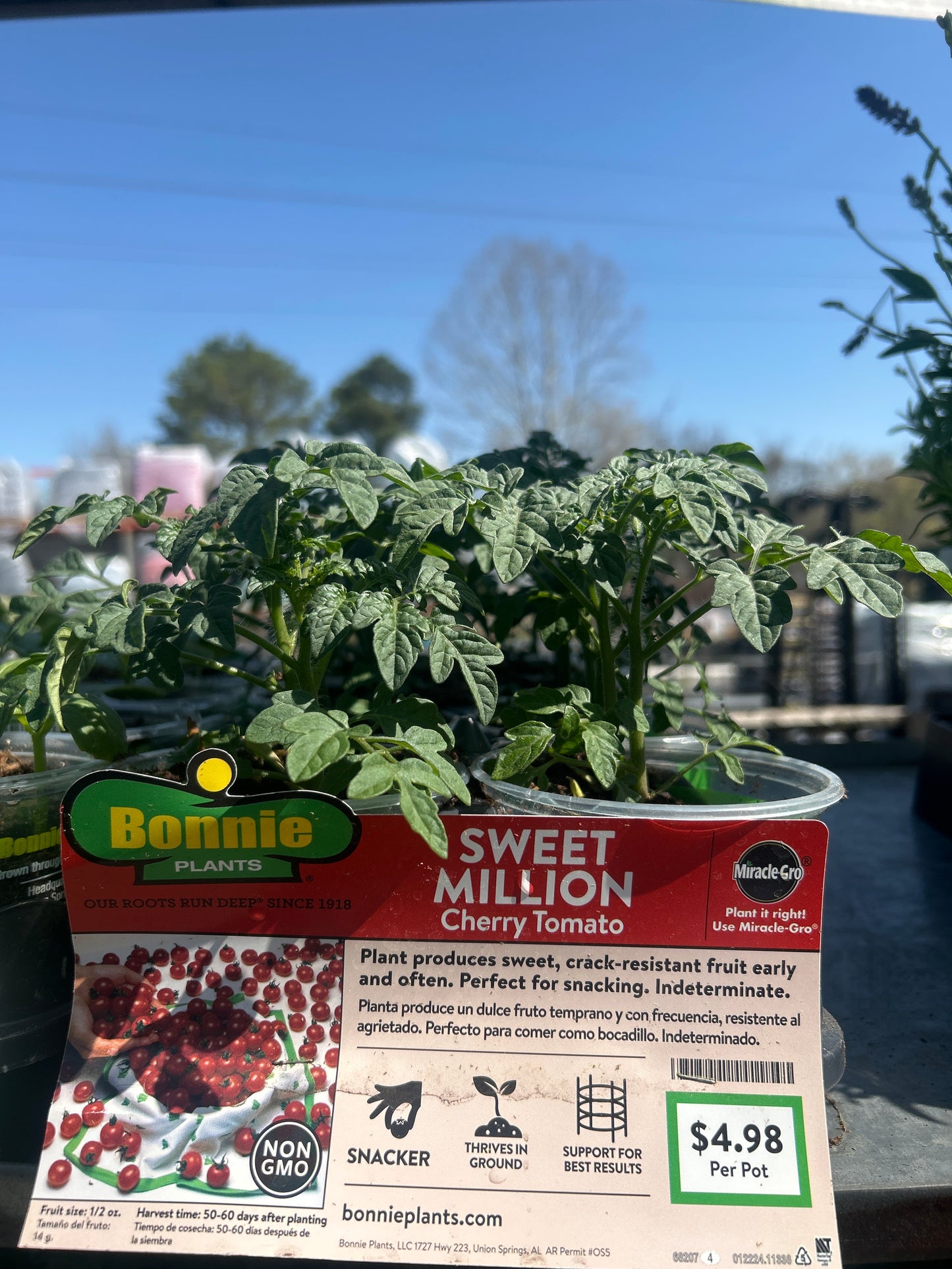 Sweet Million Cherry Tomato Bonnie Cup