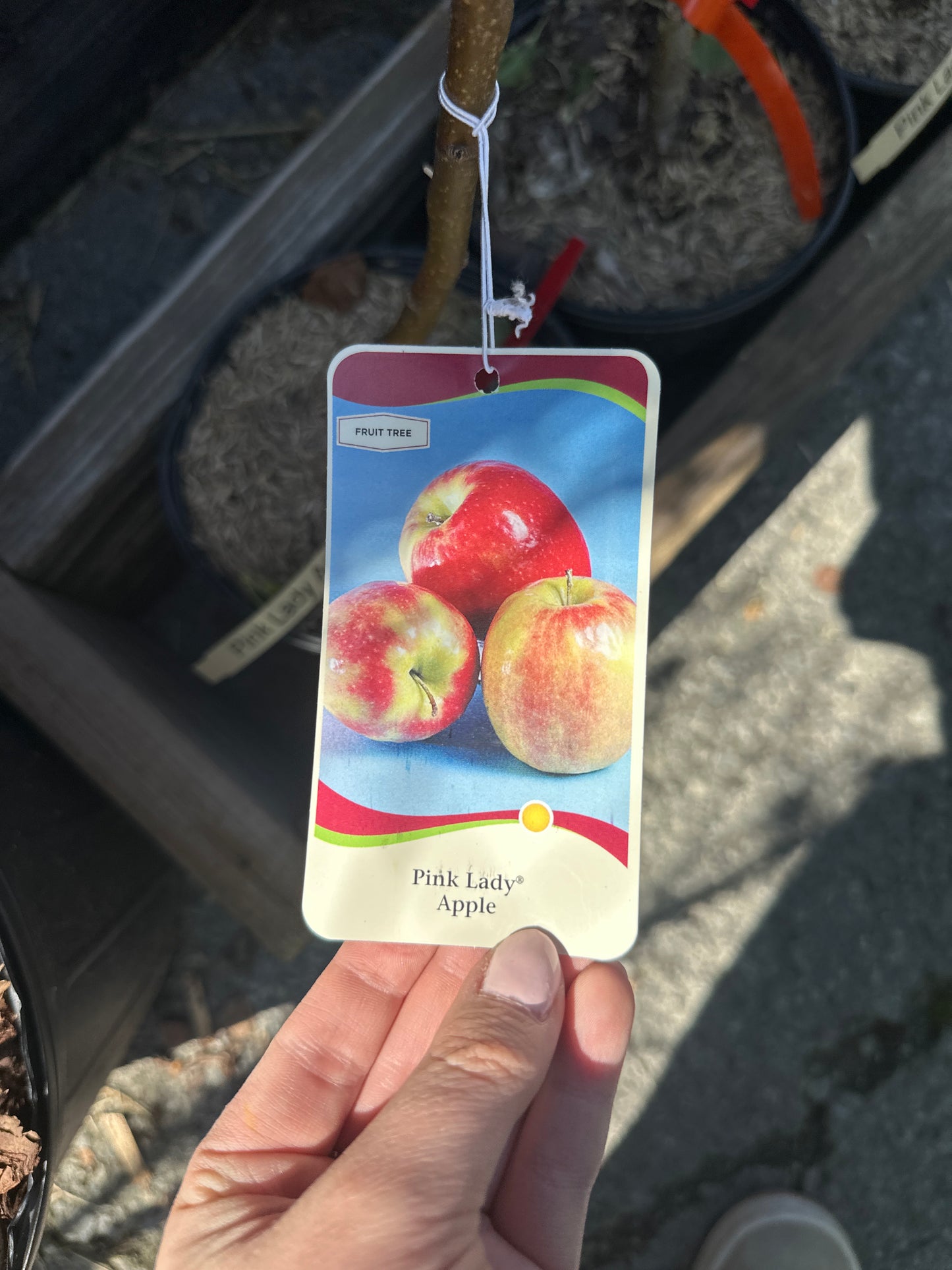 Pink Lady Apple