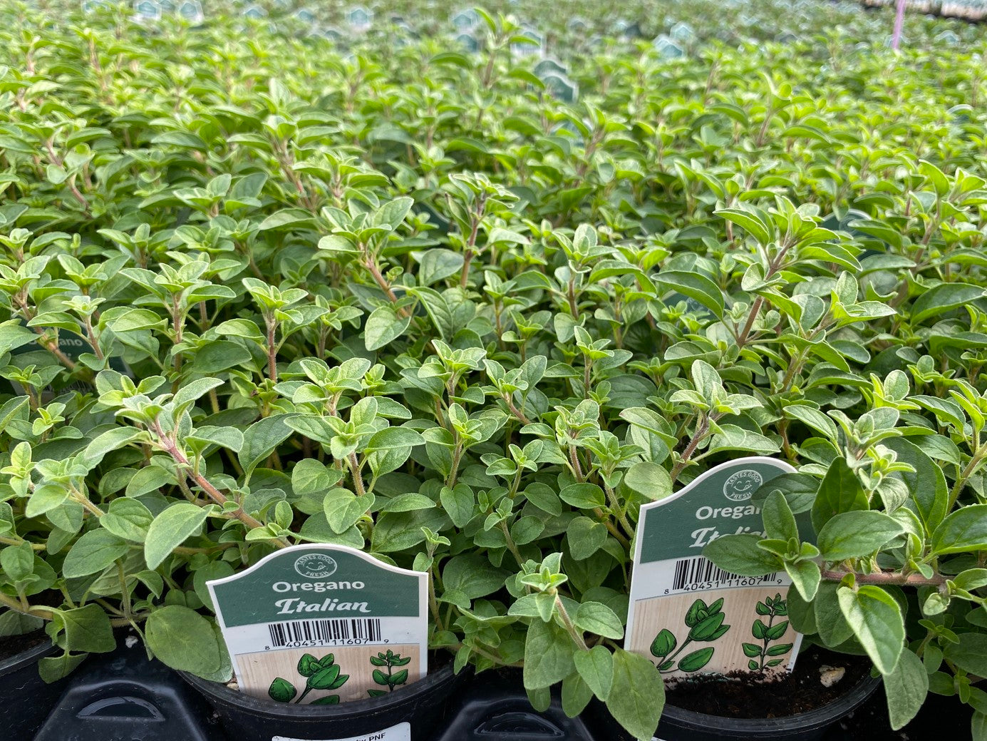 Italian Oregano 4" Cup