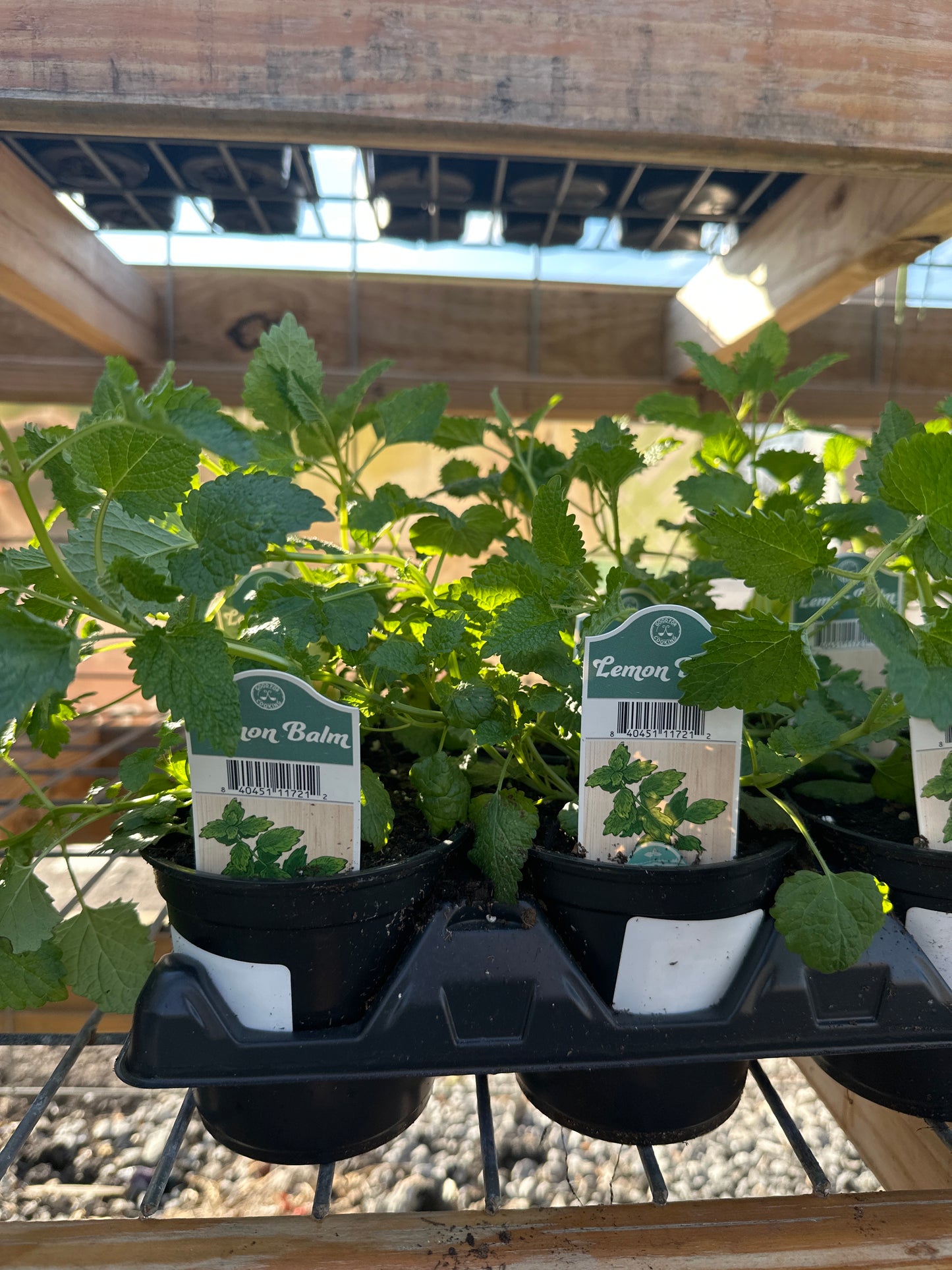 Lemon Balm