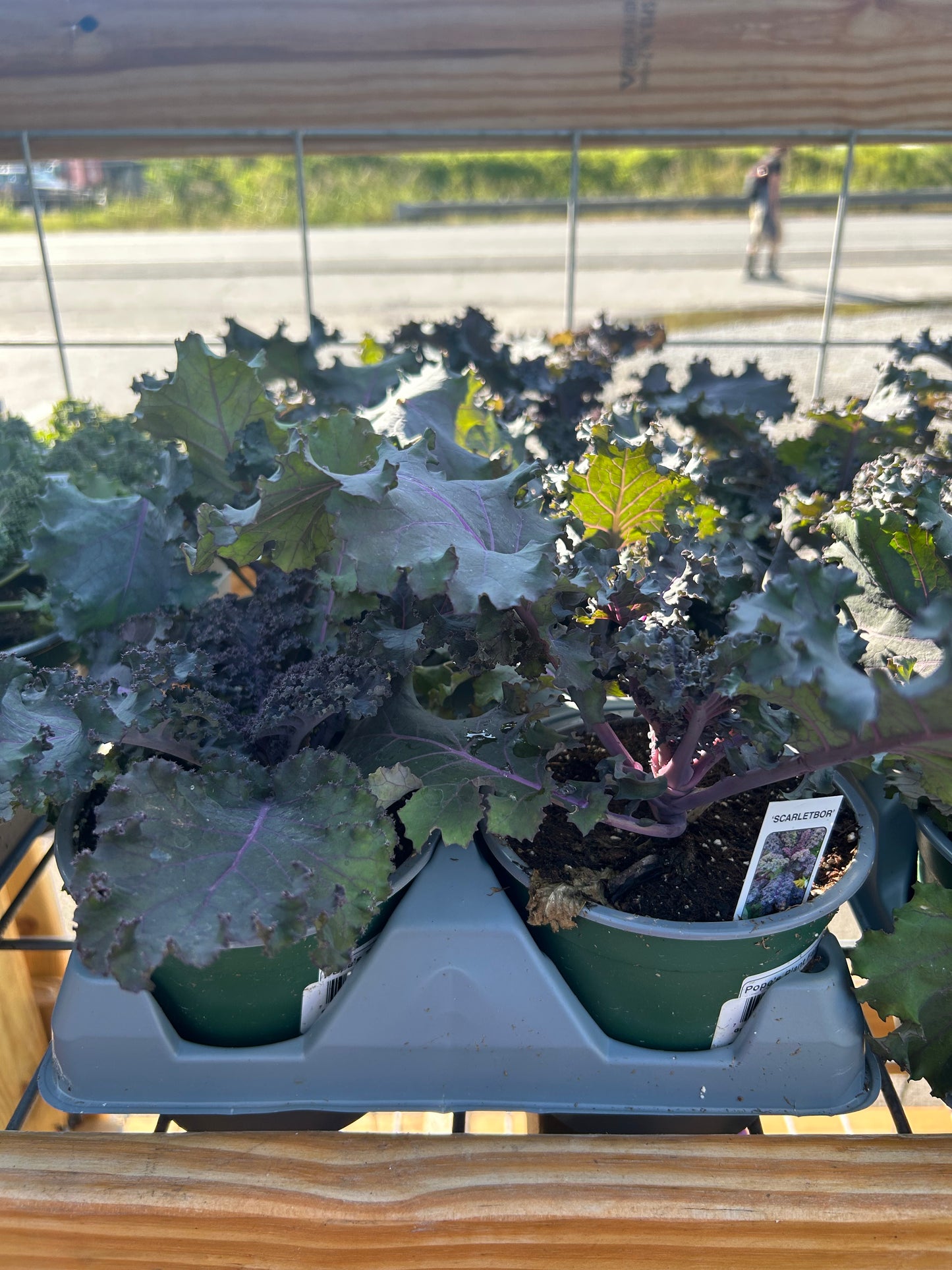 5” Ornamental Veggie