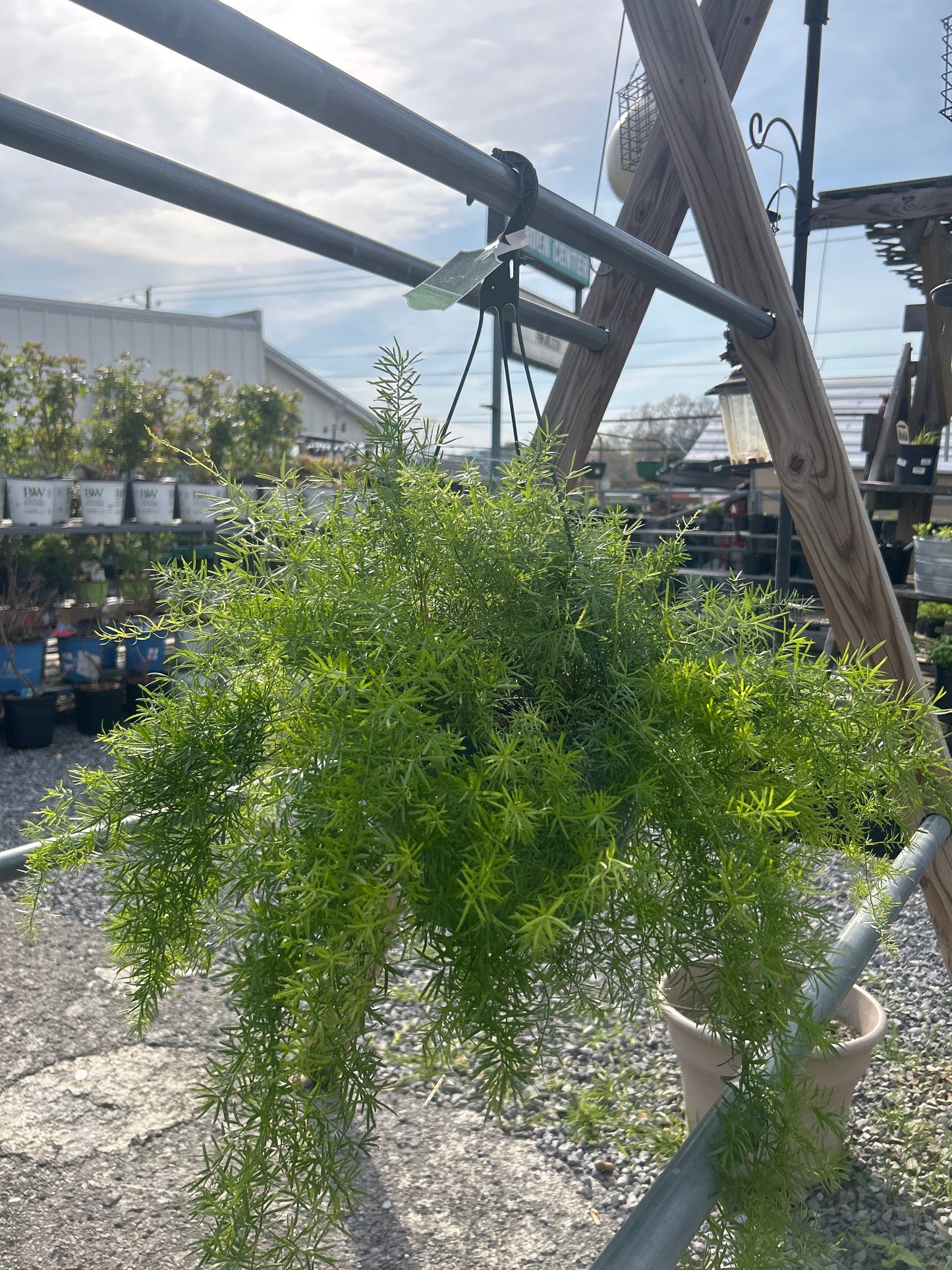 Asparagus Fern ‘Sprengeri’ Hanging Basket