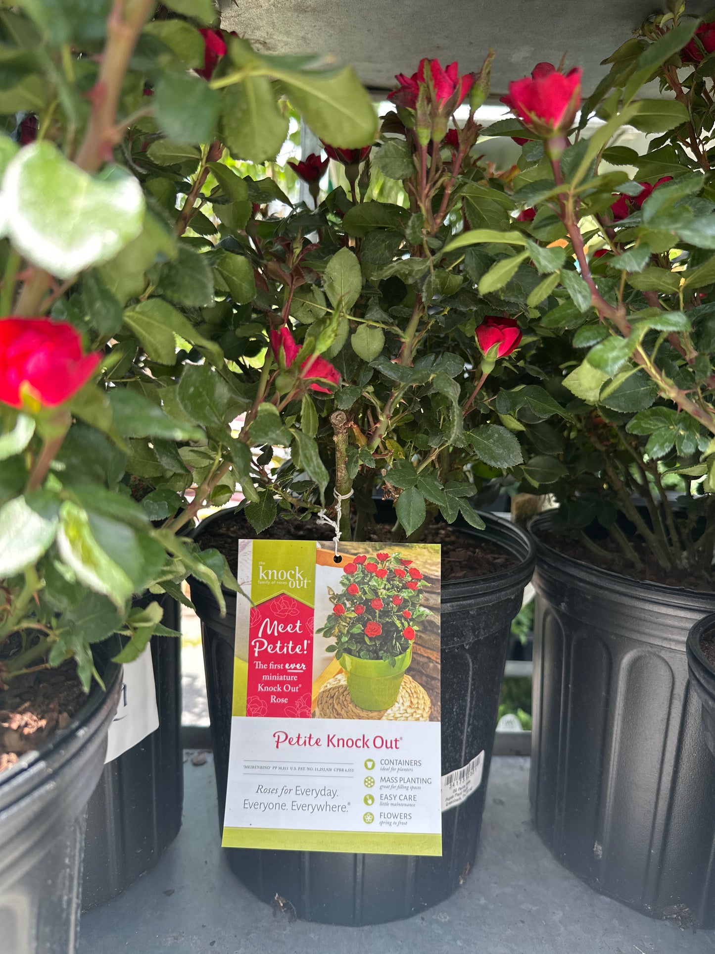Petite Knockout Rose