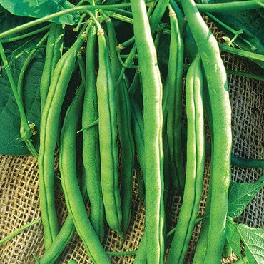 McCaslan Pole Bean