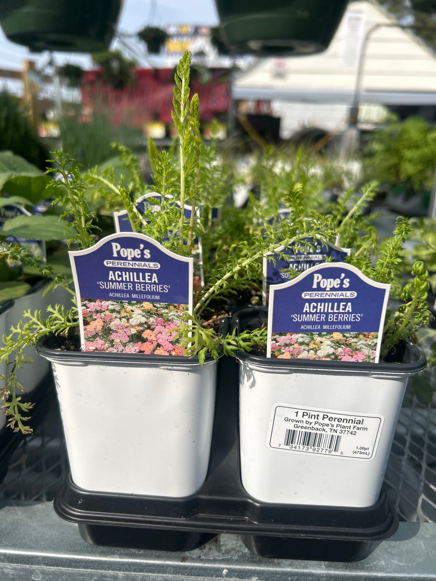 Pope’s 1 Pint Perennials