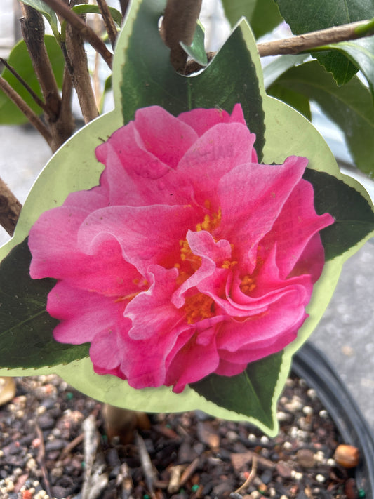 Camellia
