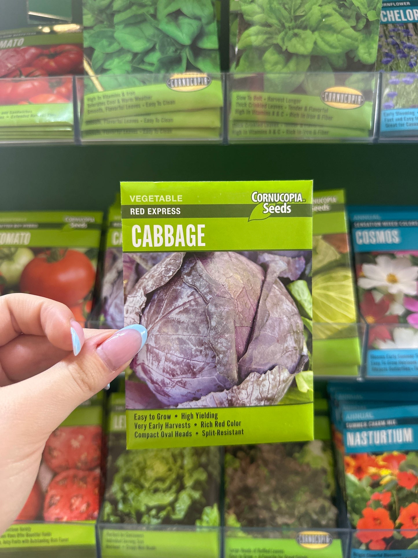 Red Express Cabbage