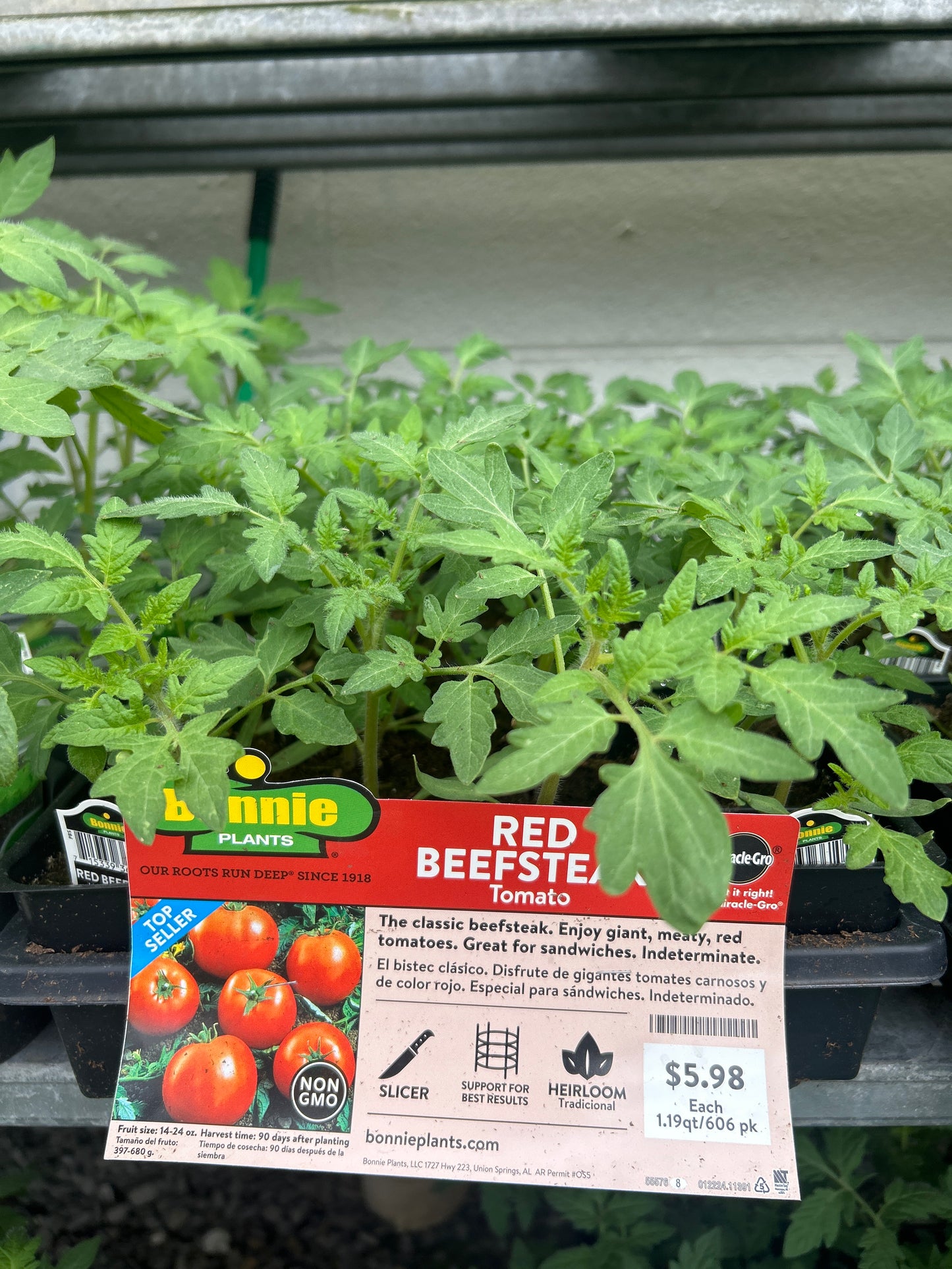 Red Beefsteak Tomato Bonnie 6 pack