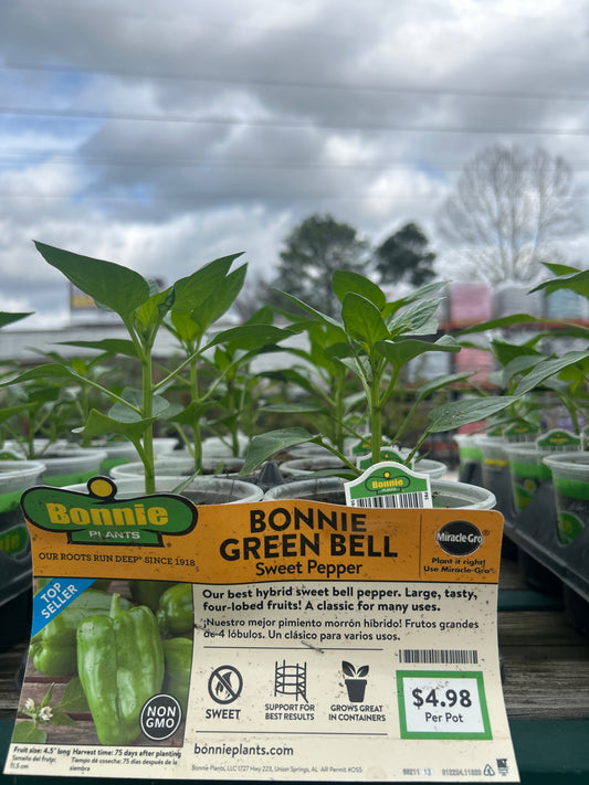 Sweet Bell Pepper Bonnie Cup