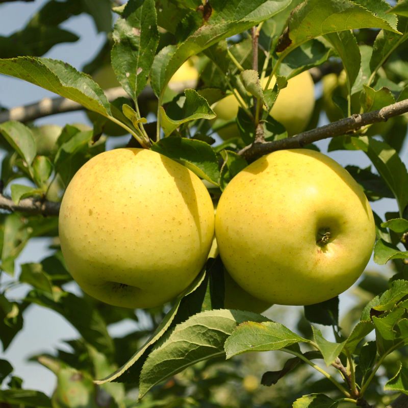 Yellow Delicious Apple 3gal