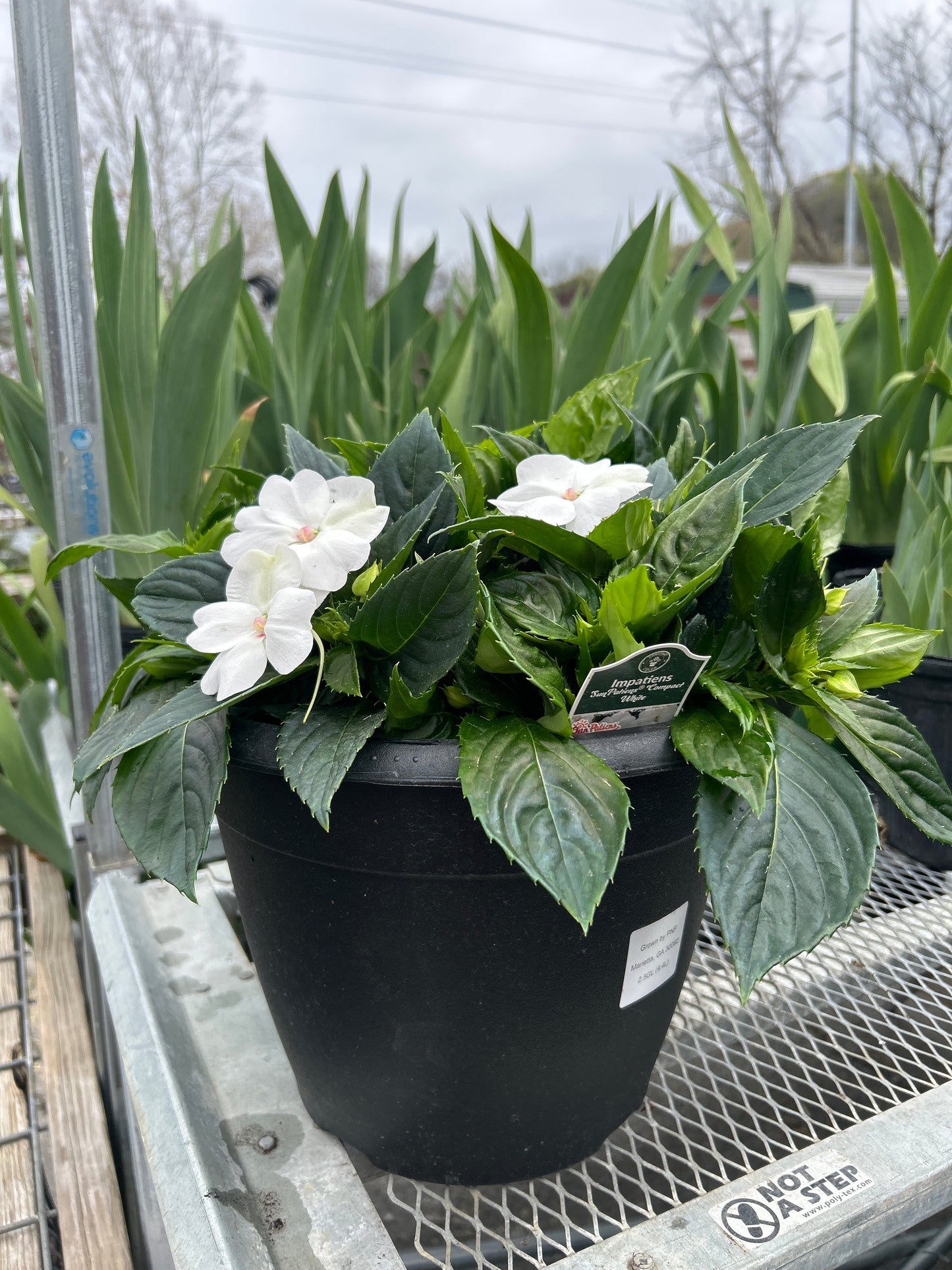 SunPatiens Compact White