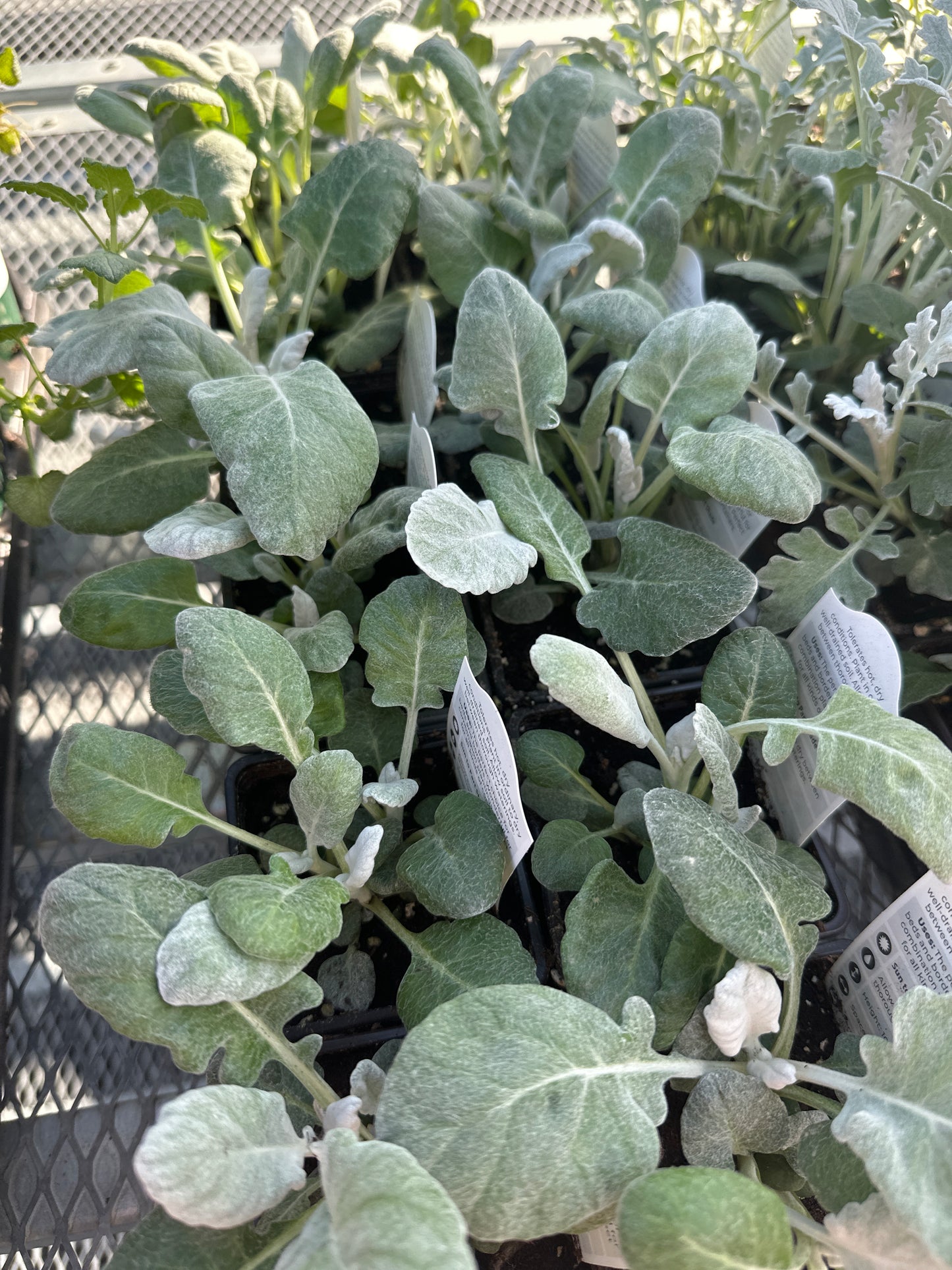 Dusty Miller Cirrus