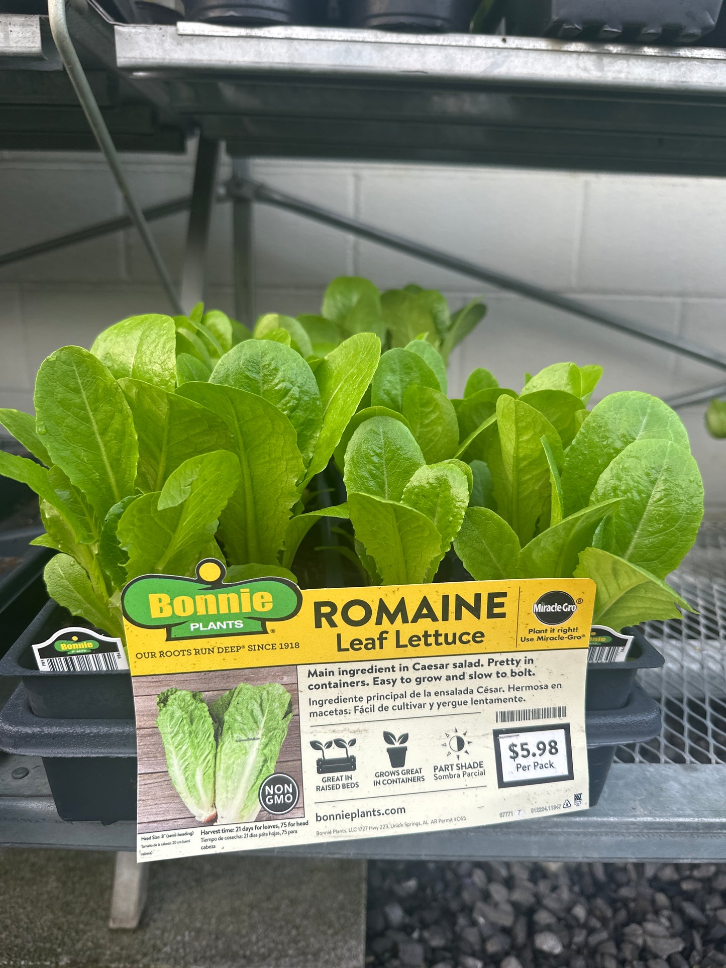 Bonnie Romaine Leaf Lettuce 6 Pack