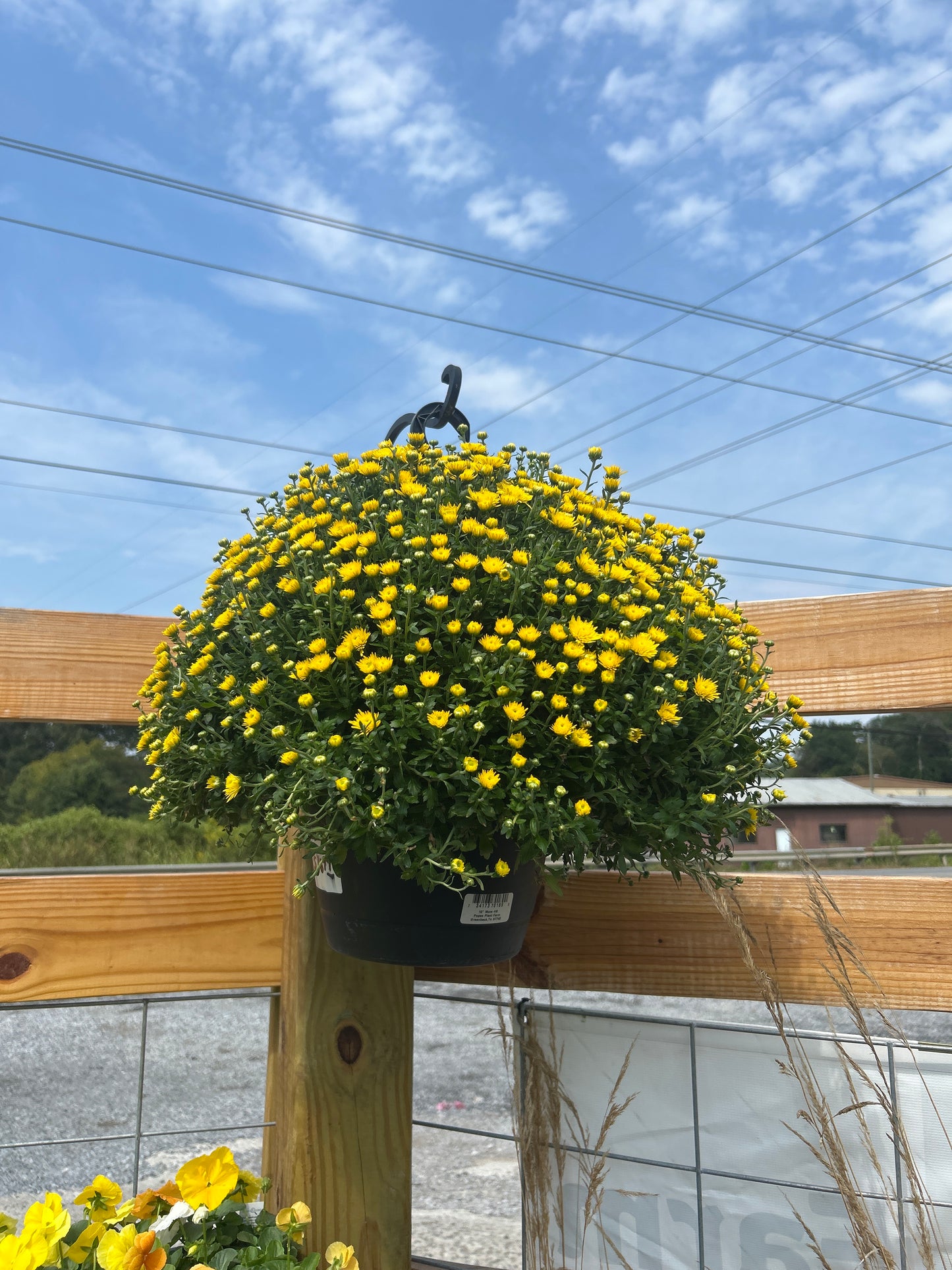 10” Hanging Mum
