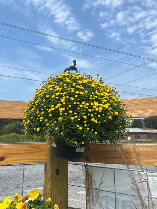 10” Hanging Mum