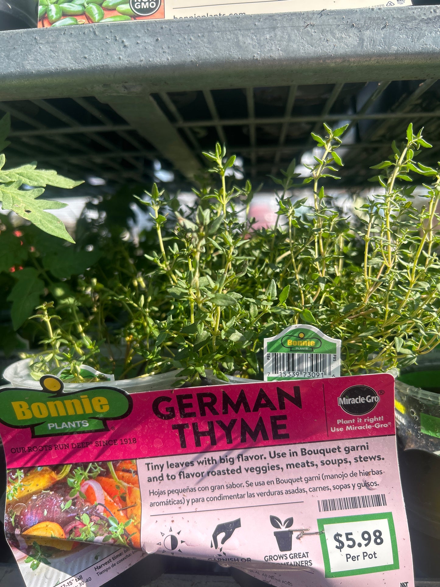 German Thyme Bonnie Cup