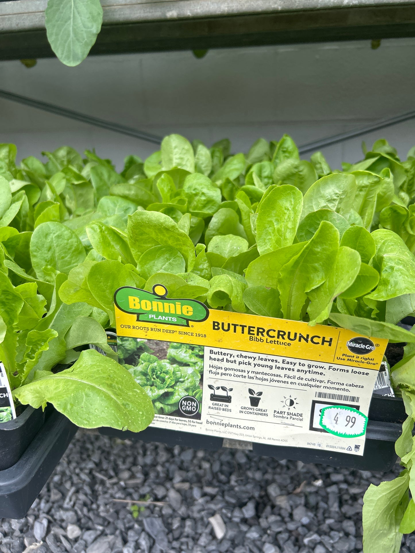 Bonnie Buttercrunch Bibb Lettuce 6 Pack