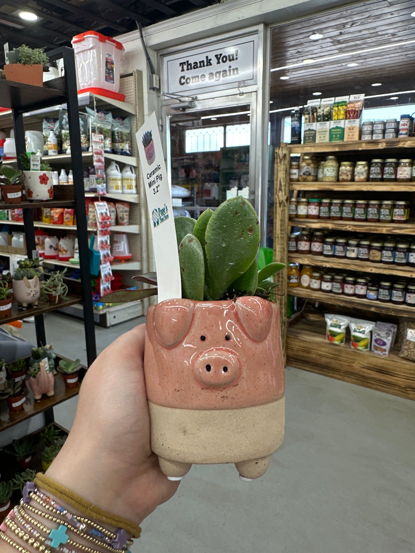 Ceramic Pig Succulent 3.2”