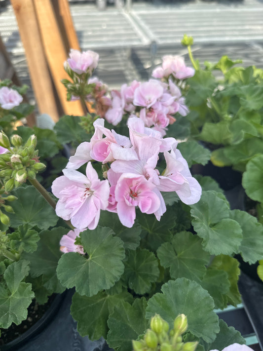 Geranium 6.5 Pot
