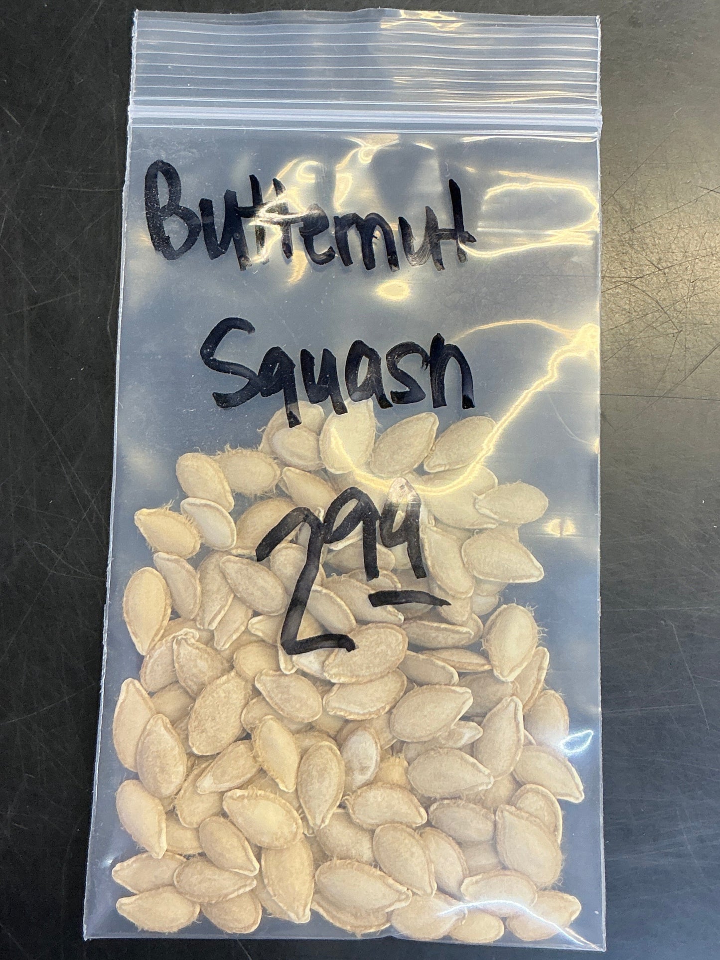 Butternut Squash Seed