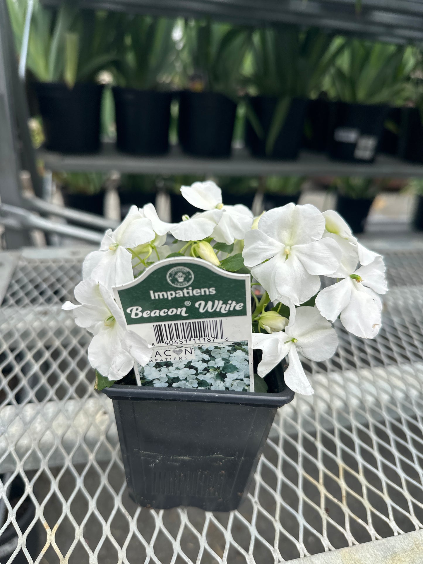 Impatiens Beacon White