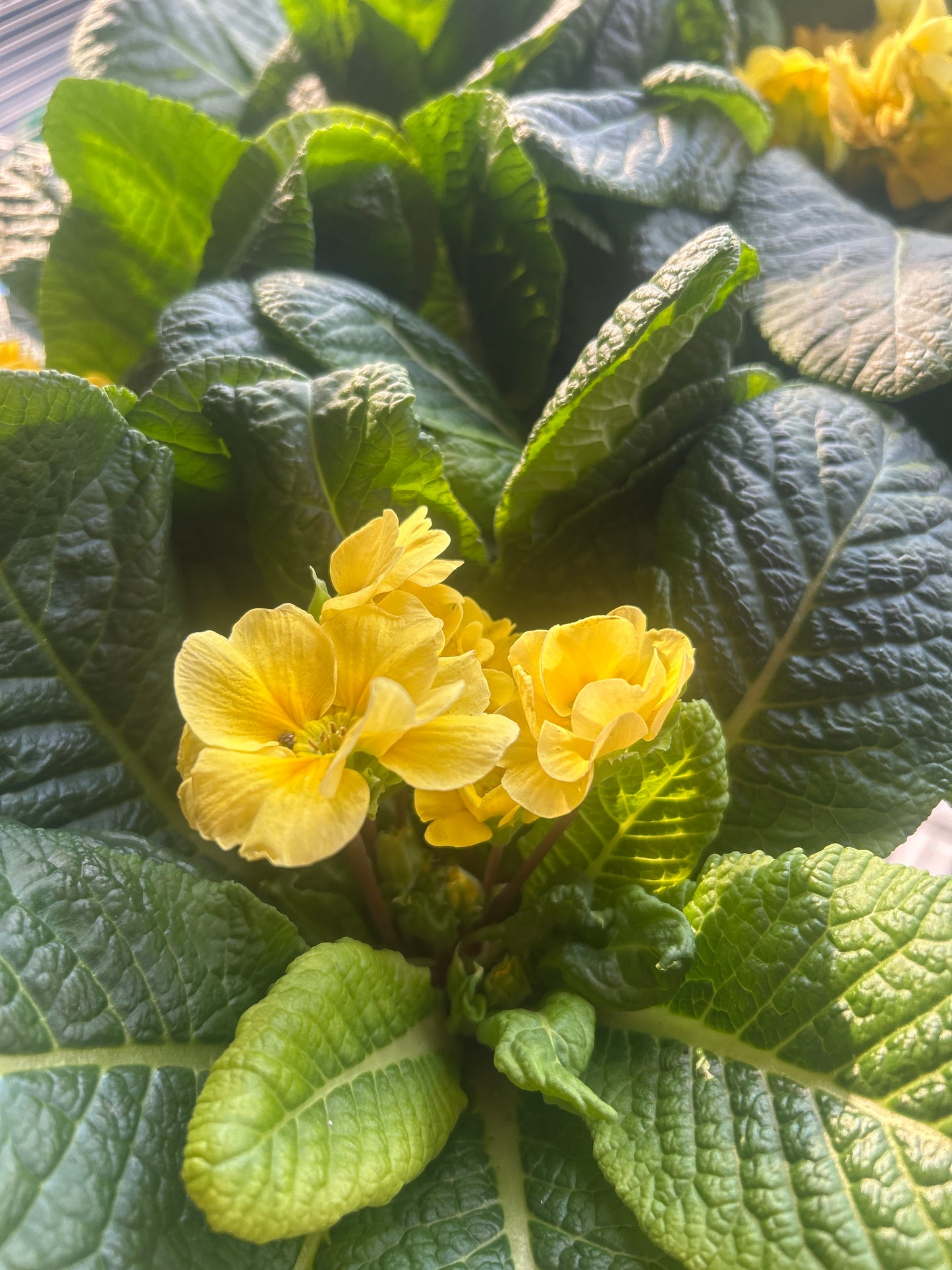 Taza Primula Qt
