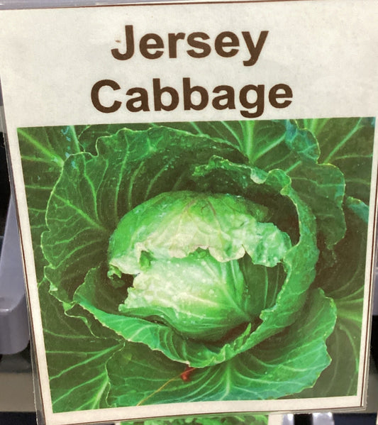 Jersey Wakefield Cabbage Seeds