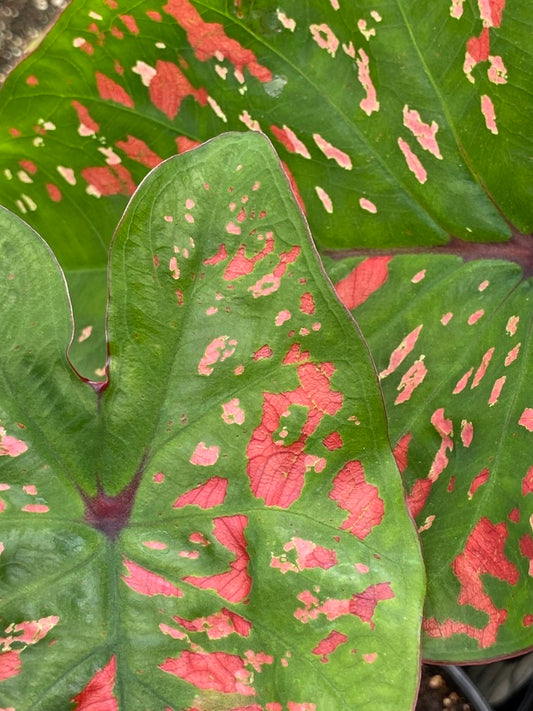 Caladium 12"