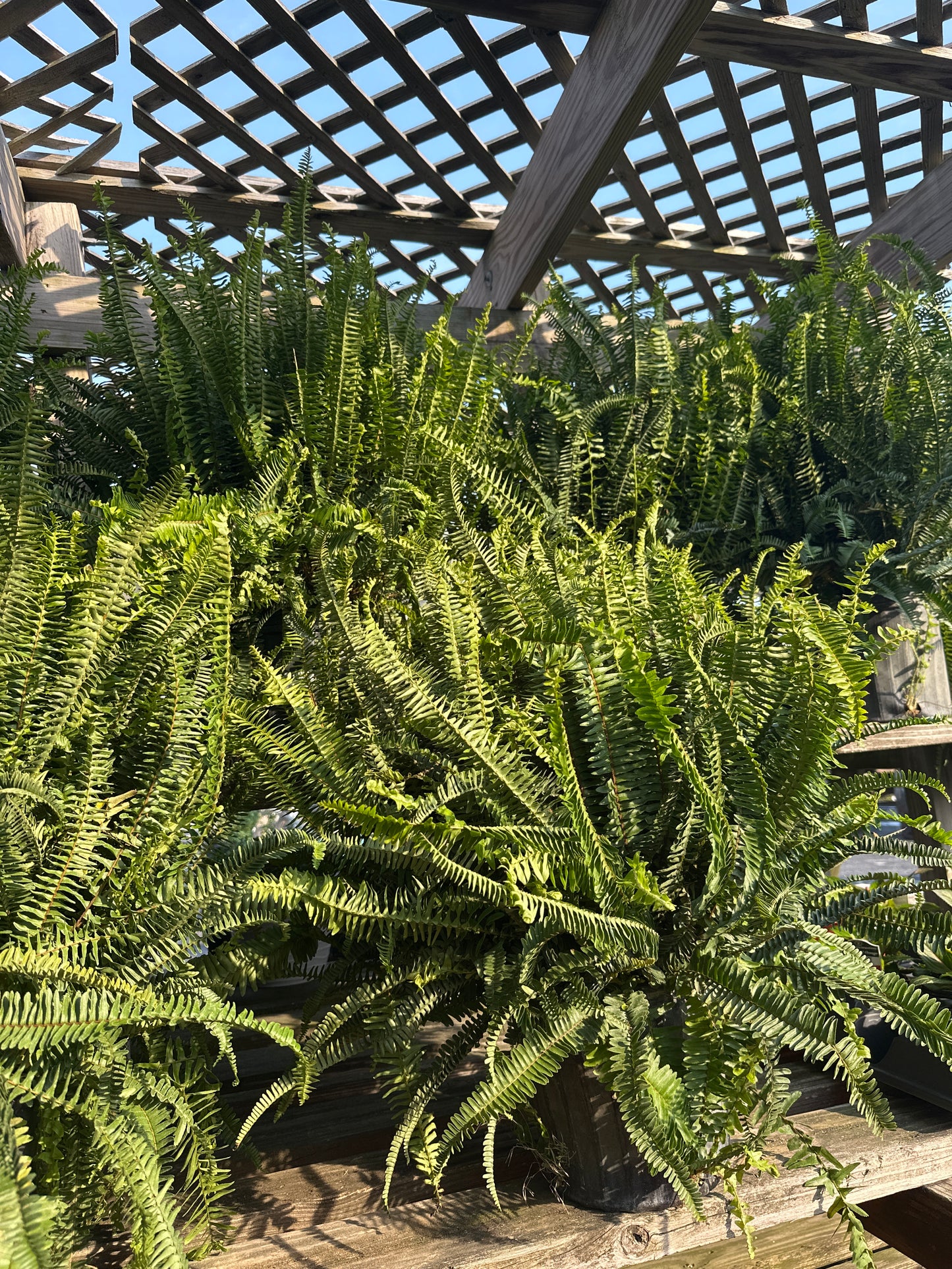 Kimberly Queen Fern 10”