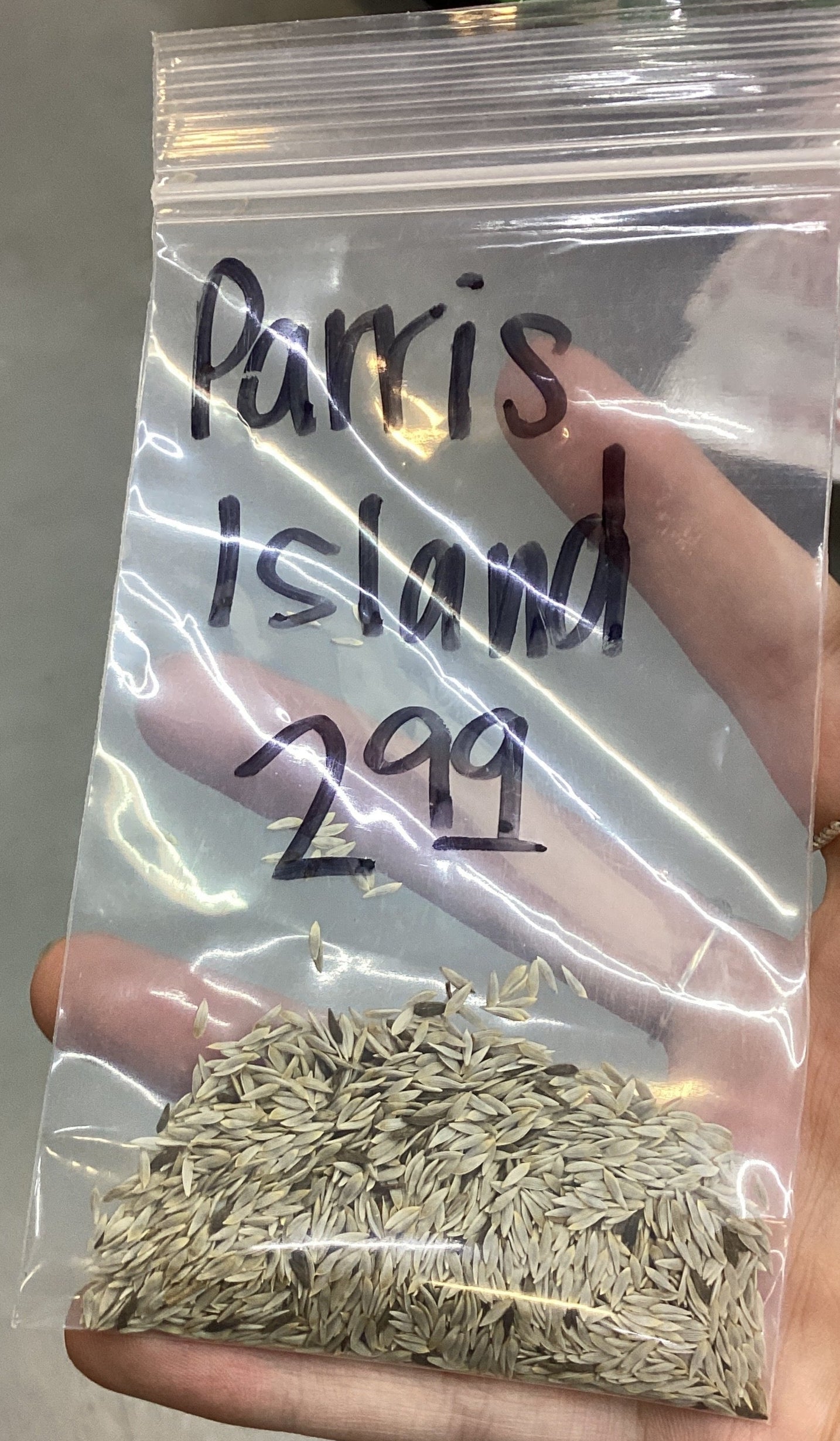 Parris Island Romaine Lettuce Seed