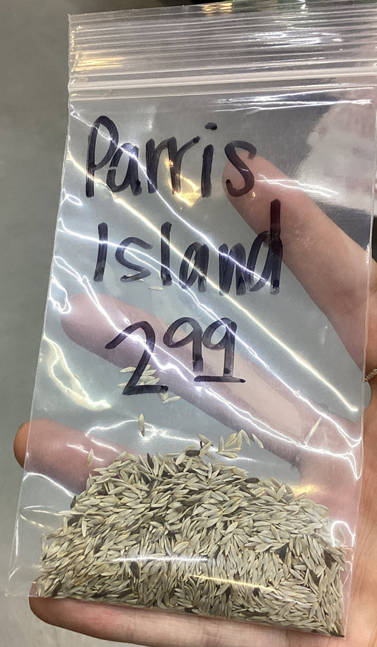 Parris Island Romaine Lettuce Seed