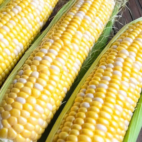 Ambrosia Corn Seed