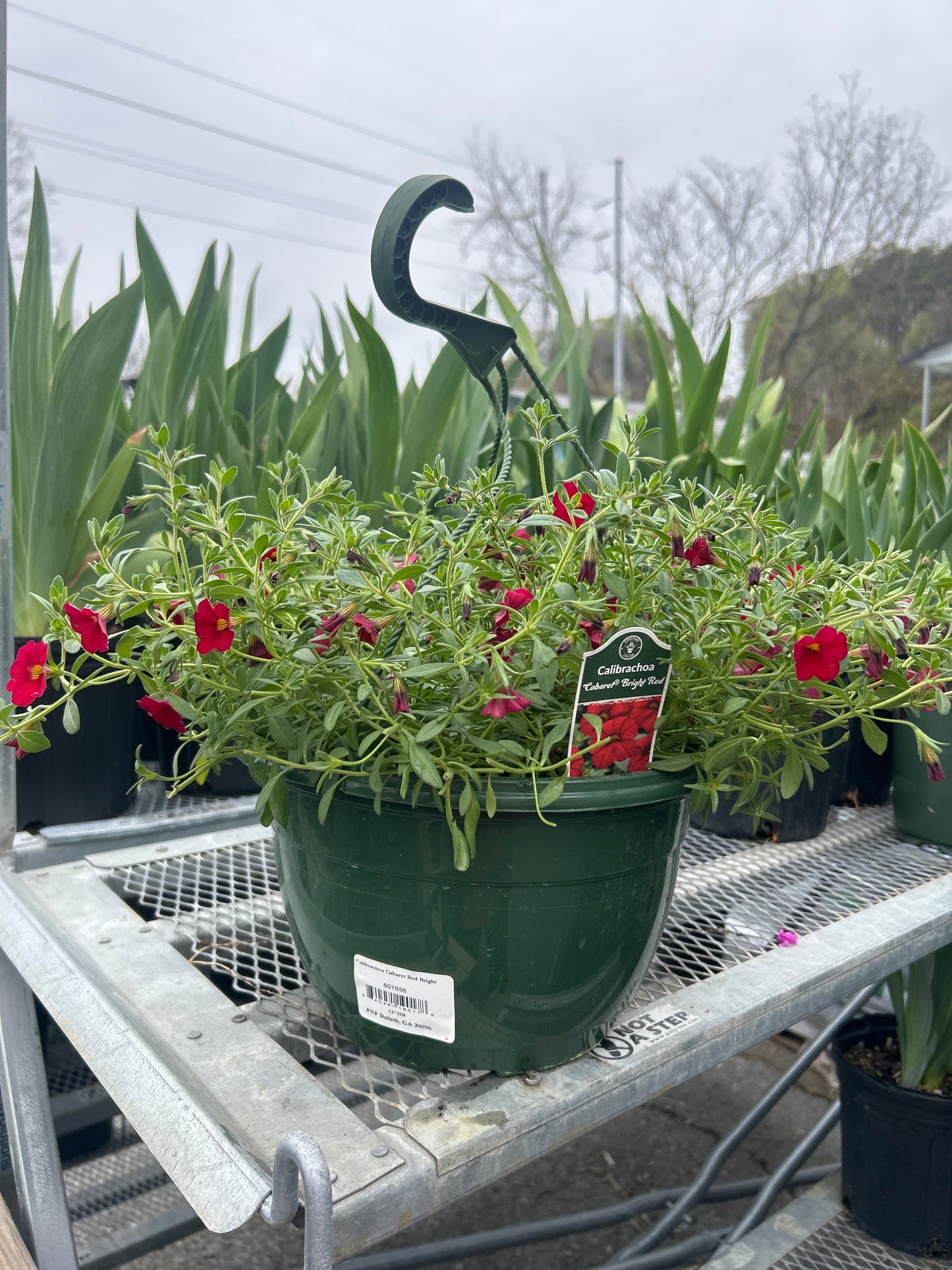 Calibrachoa Caberet Red Bright Hanging Basket