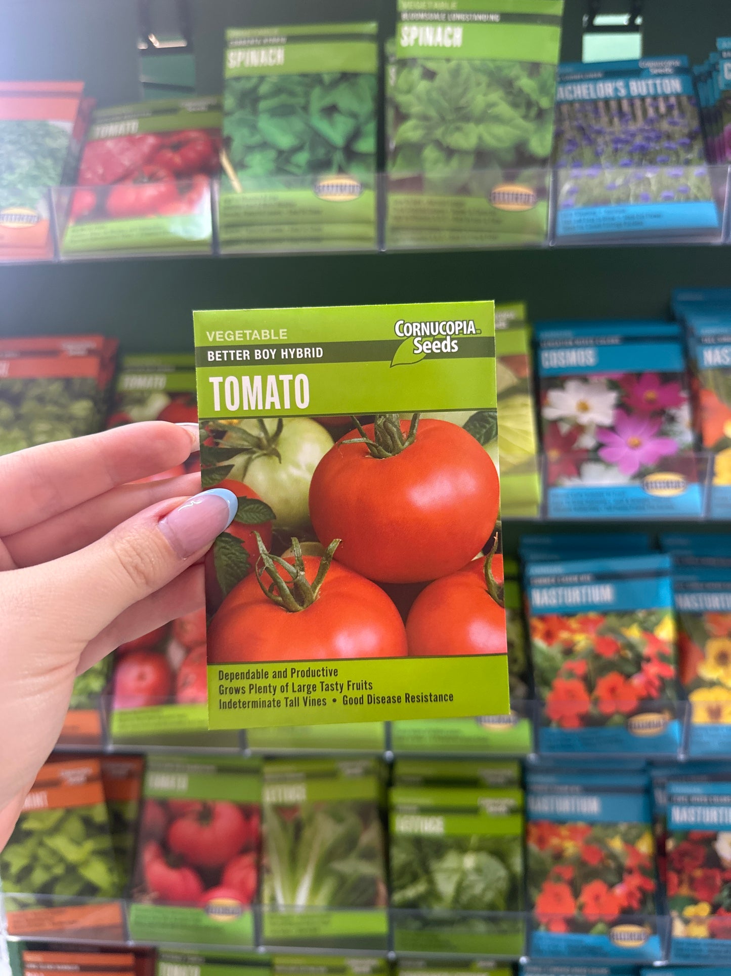 Better Boy Hybrid Tomato
