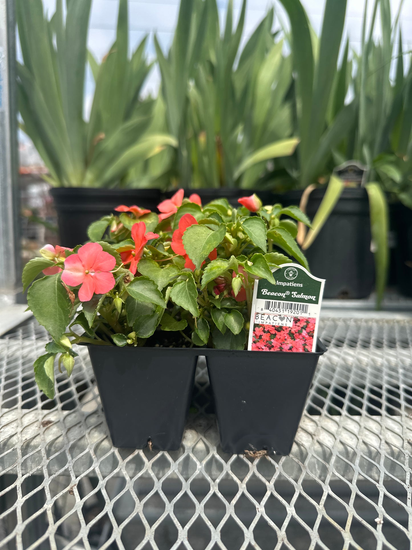 Impatiens Beacon Salmon 4pack