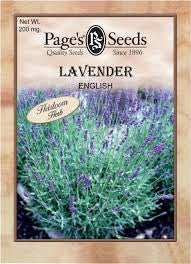 Lavender