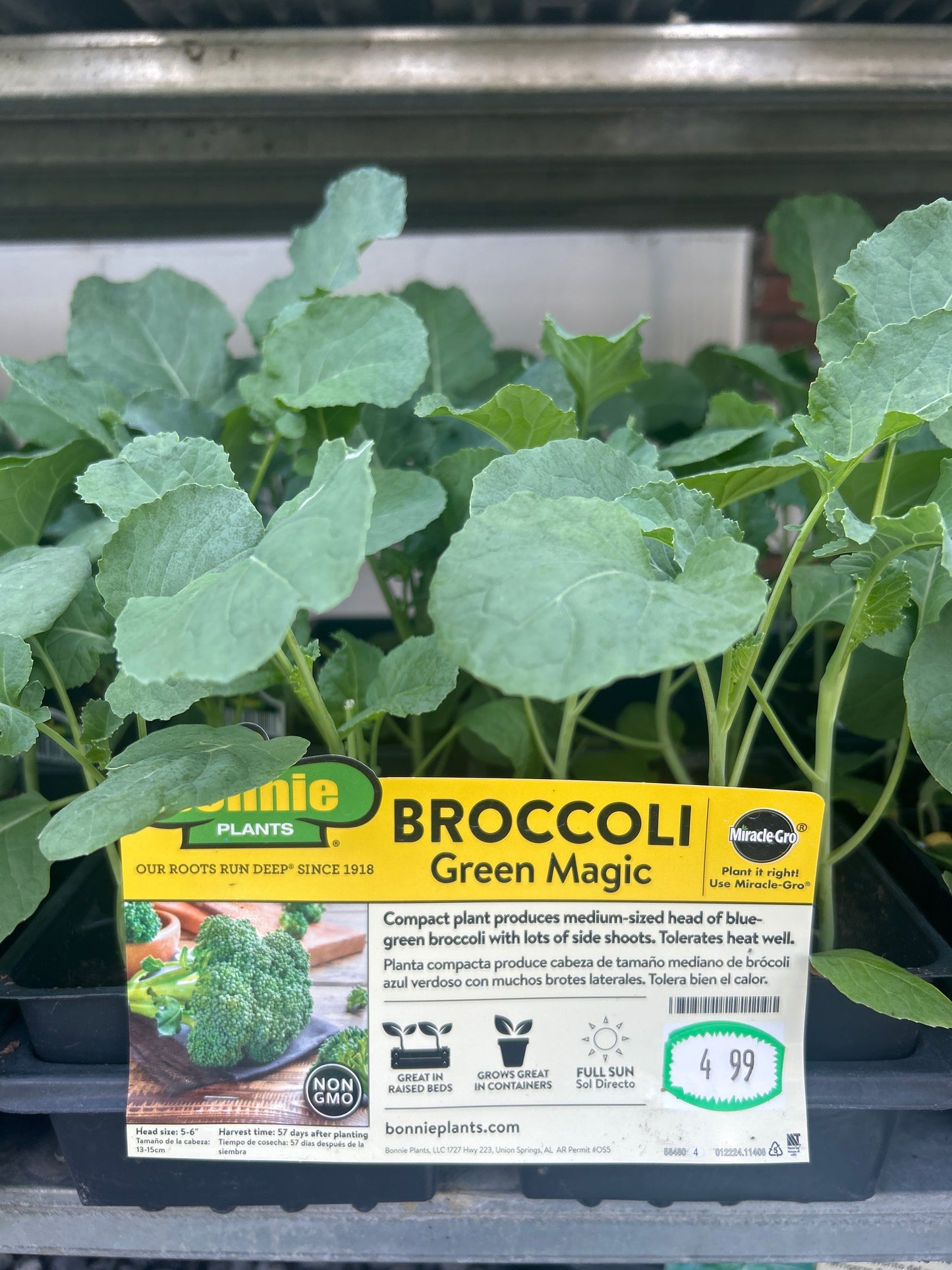 Broccoli Green Magic 6 Pack