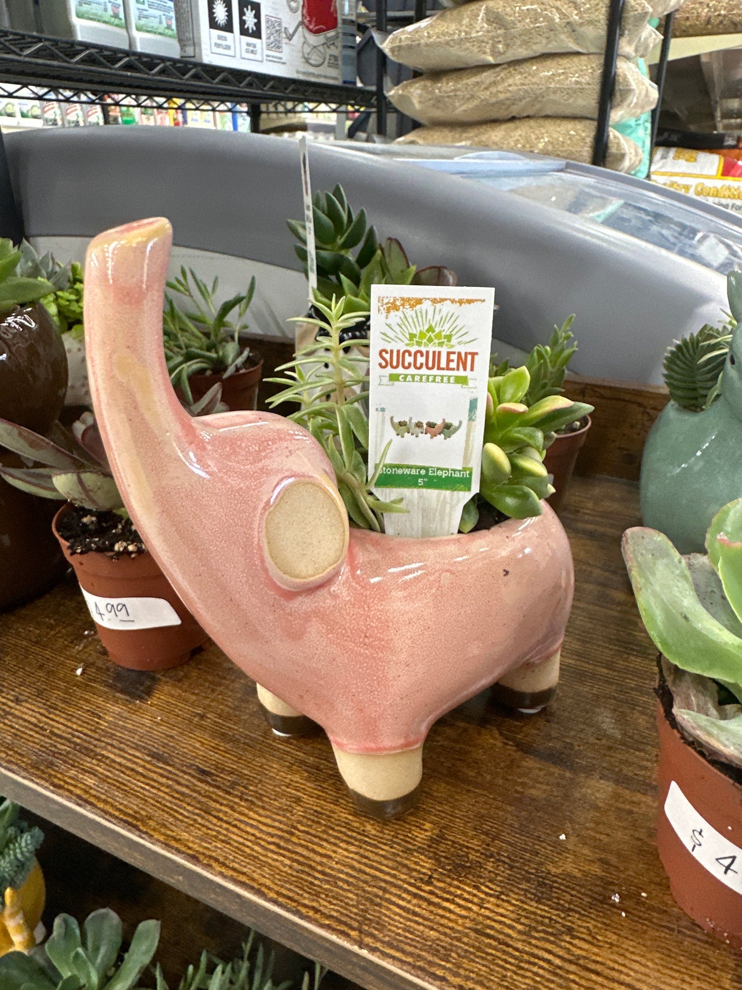 Stone Elephant Succulent 5”