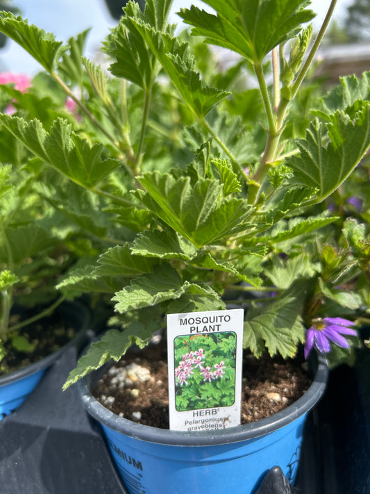 Bettingers Premium Flower