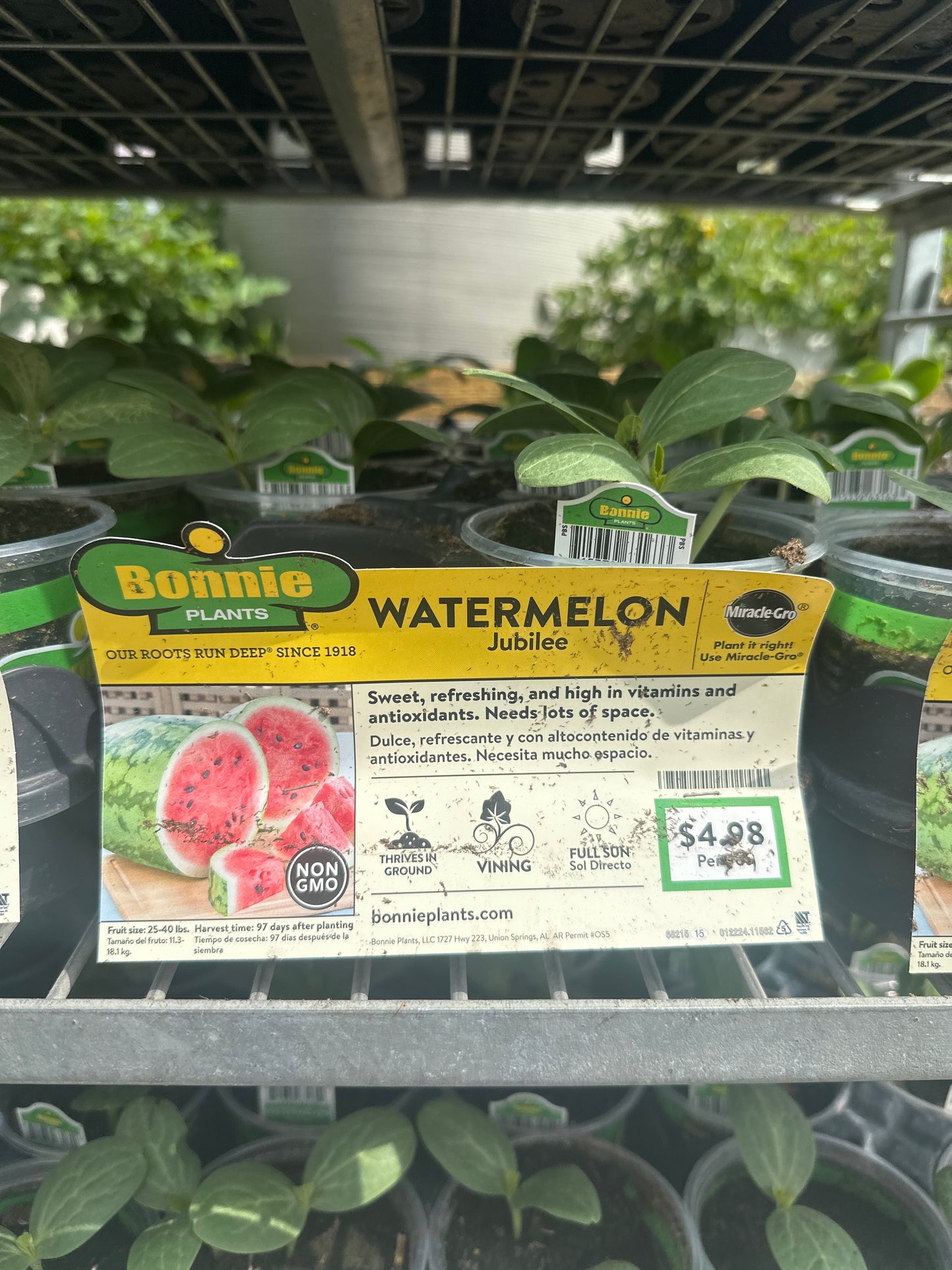 Bonnie Jubilee Watermelon