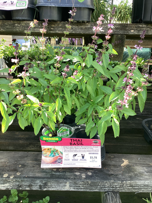 Thai basil