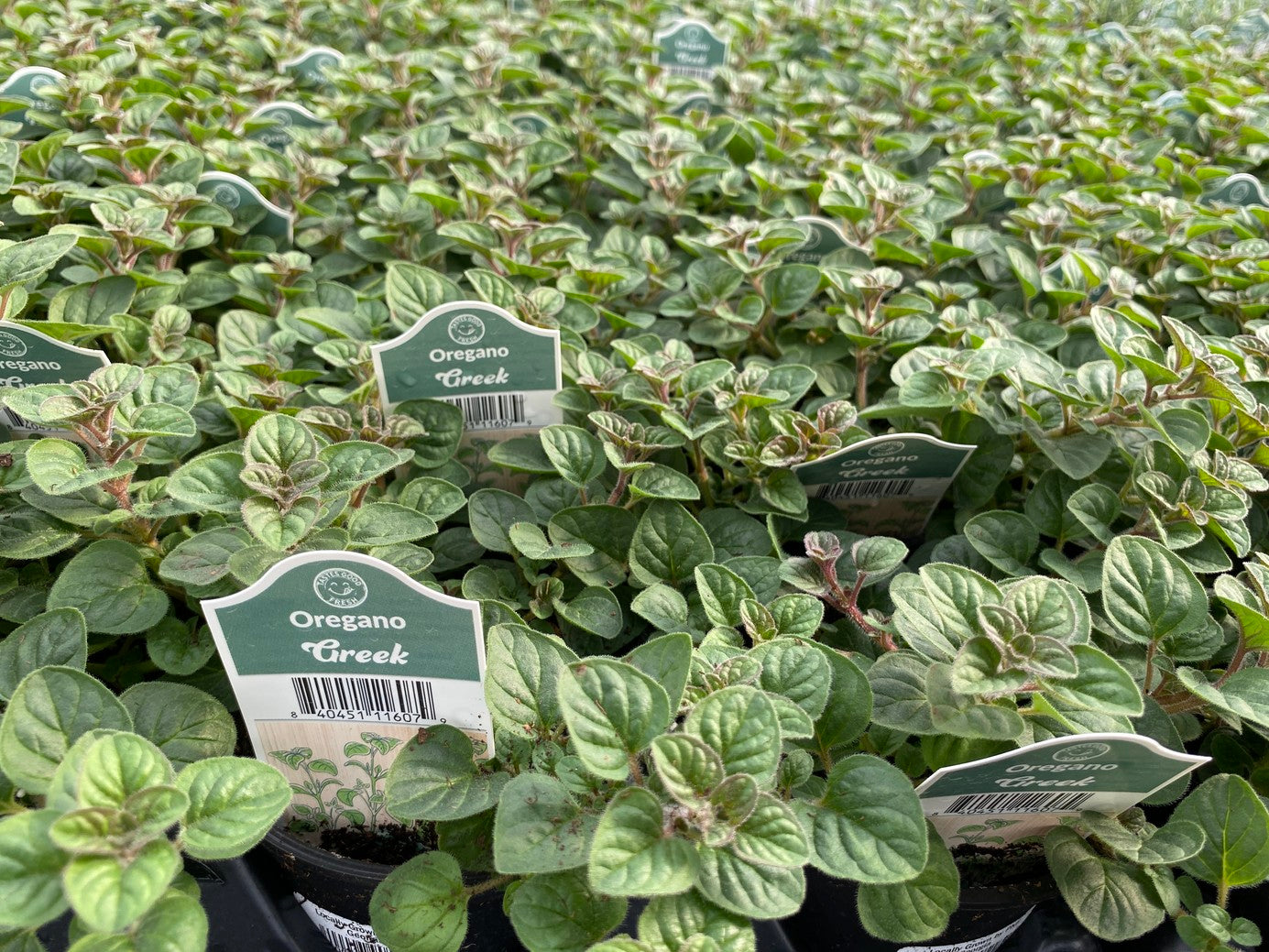 Greek Oregano 4" Cup