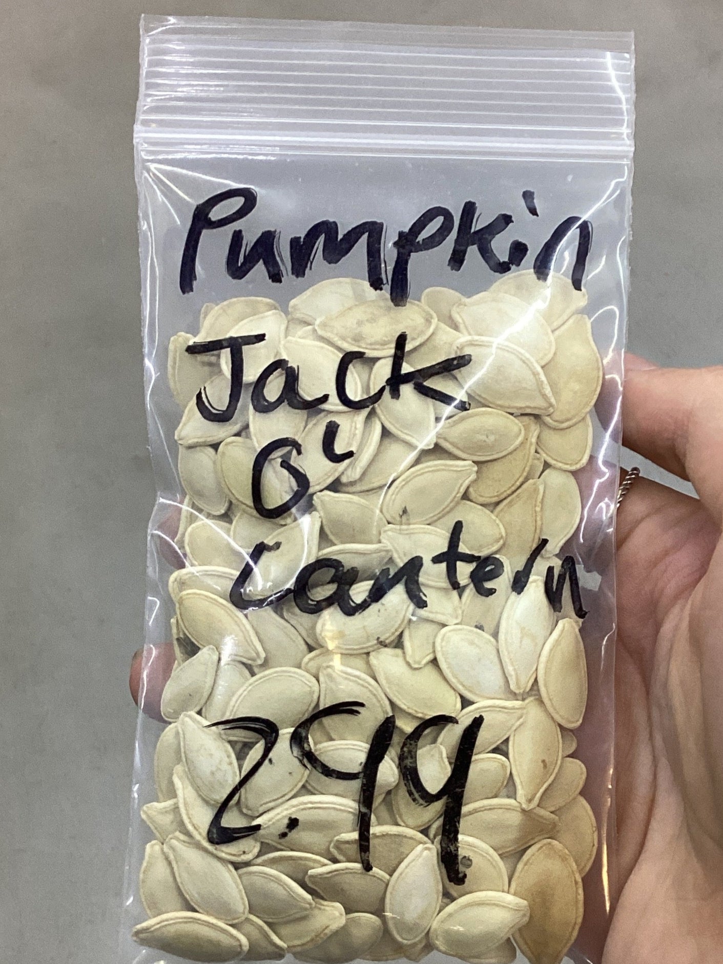 Jack-O-Lantern Pumpkin