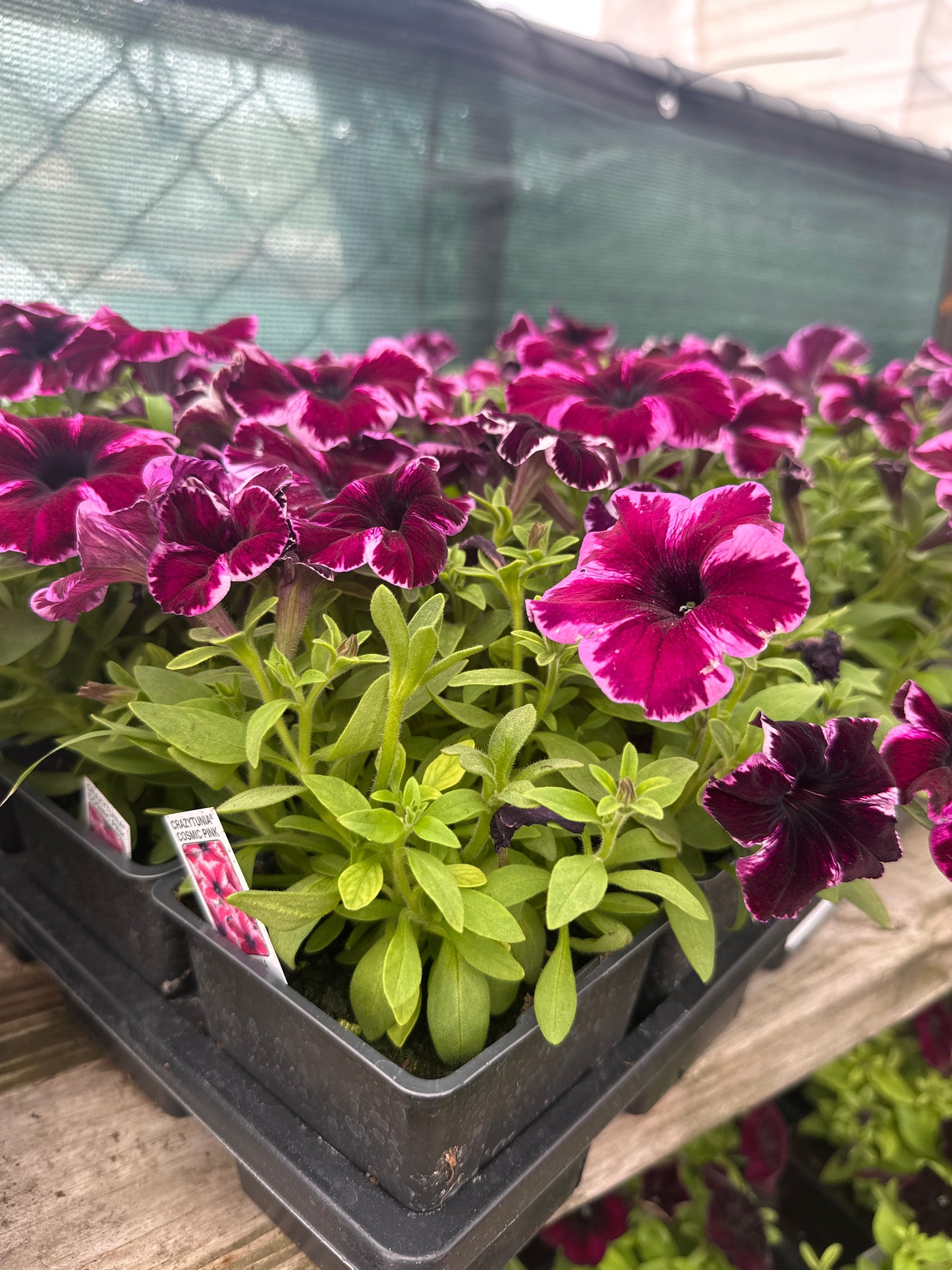 Crazytunia Cosmic Pink