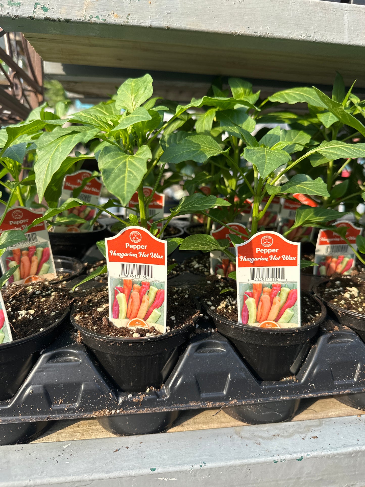 Pepper Hungarian Hot Wax