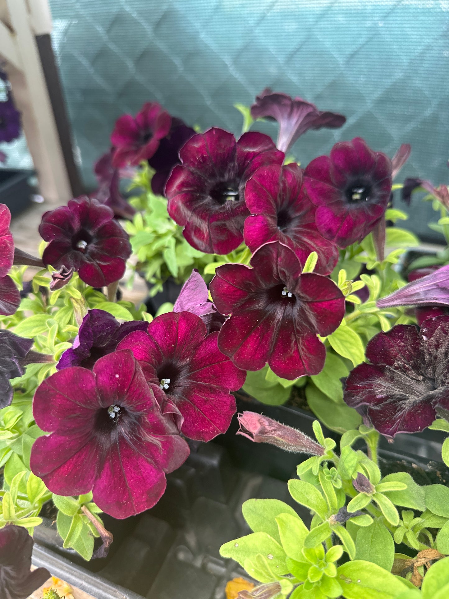 Crazytunia Mahogany Queen